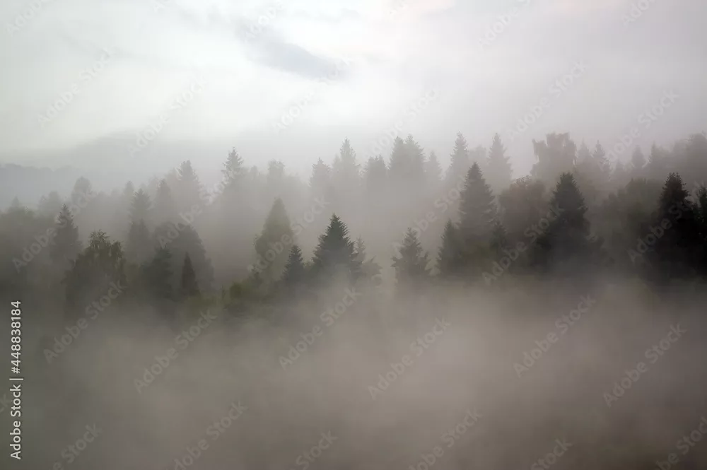 Fototapeta Magiczny Las we Mgle: Zanurz się w Naturze