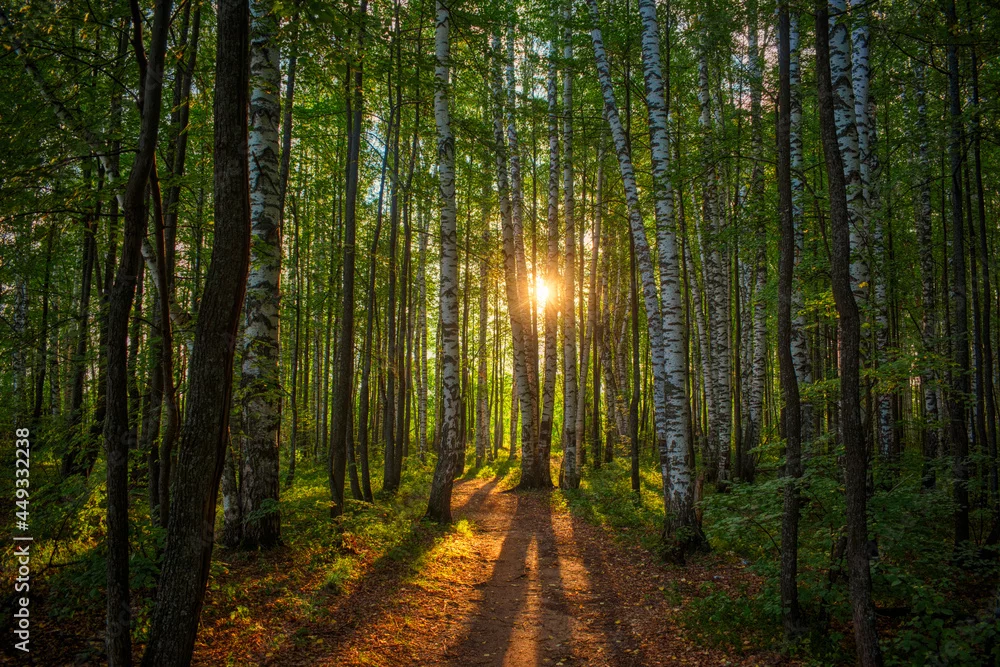 Fototapeta Magia Porannego Światła w Brzozowym Lesie