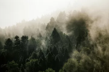 Fototapeta Krajobraz leśny wierzchołki drzew las we mgle panorama