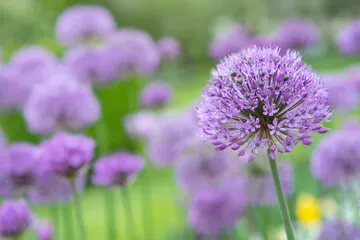 Obraz Kwitnąca fioletowa roślina cebulowa w ogrodzie. Kwiatowa ozdobna cebula. Zbliżenie kwiatów fioletowej cebuli na letnim polu. Fioletowy kwiat allium allium giganteum. Pięknie kwitnąca cebula. Kwiaty czosnku