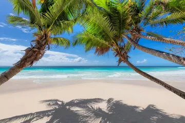 Fototapeta Rajska Plaża pod Palmami