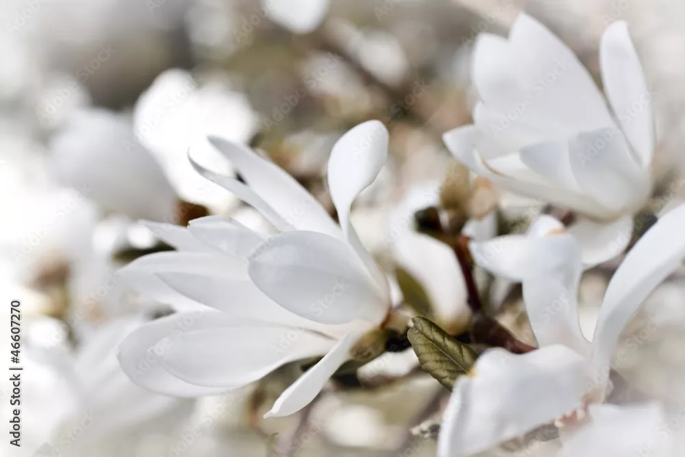 Obraz Delikatność Białych Kwiatów Magnolia