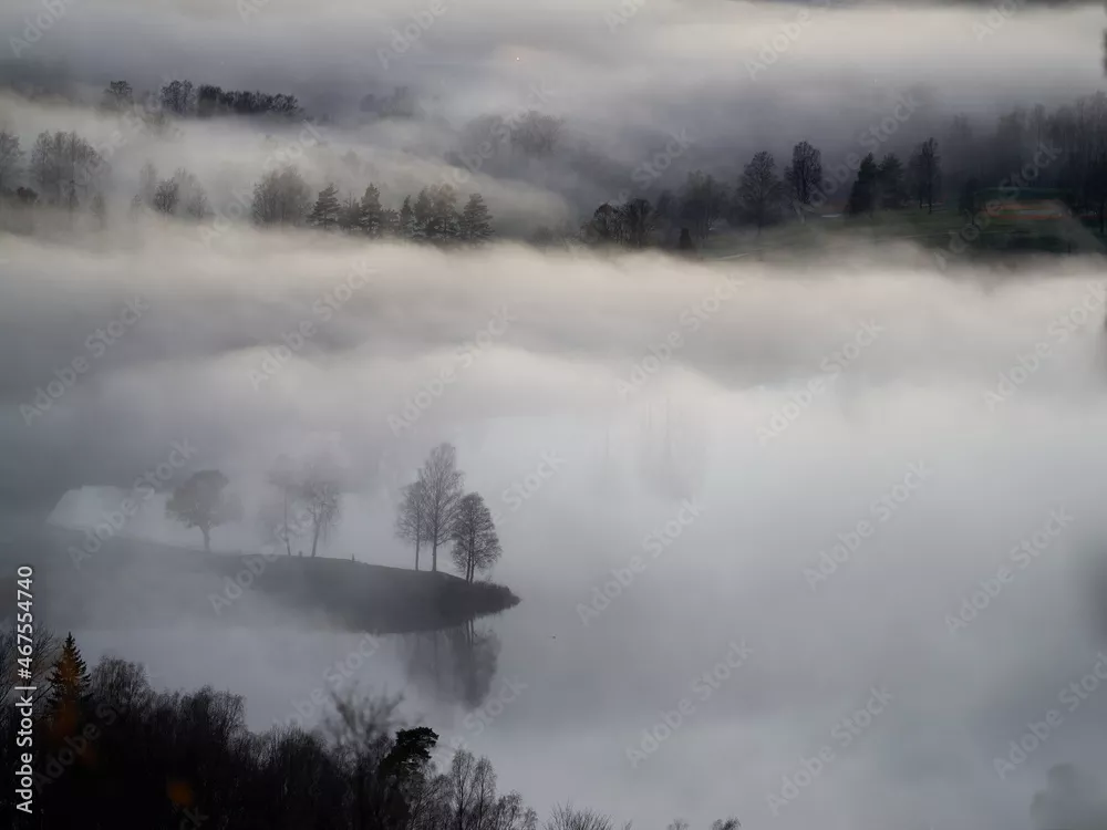 Obraz mglisty krajobraz z drzewami – tajemnicza atmosfera natury