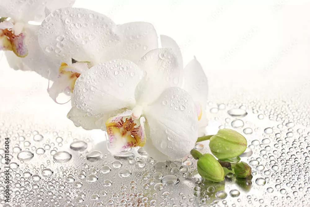 Obraz biała piękna orchidea z kroplami