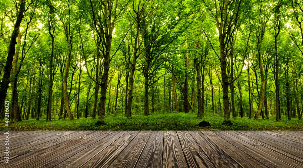 Fototapeta drzewa leśne.