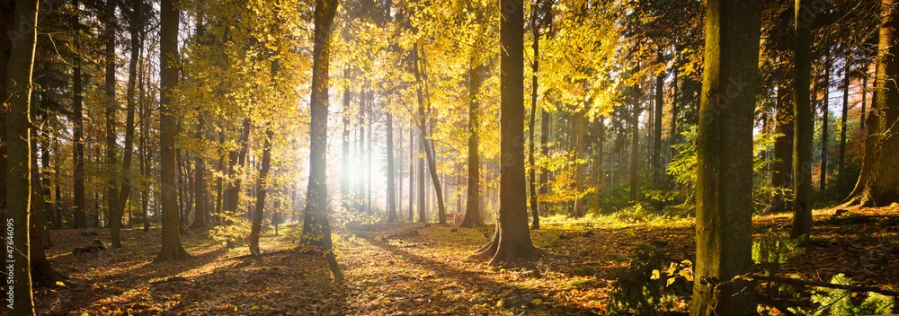 Fototapeta Magia Jesiennego Lasu