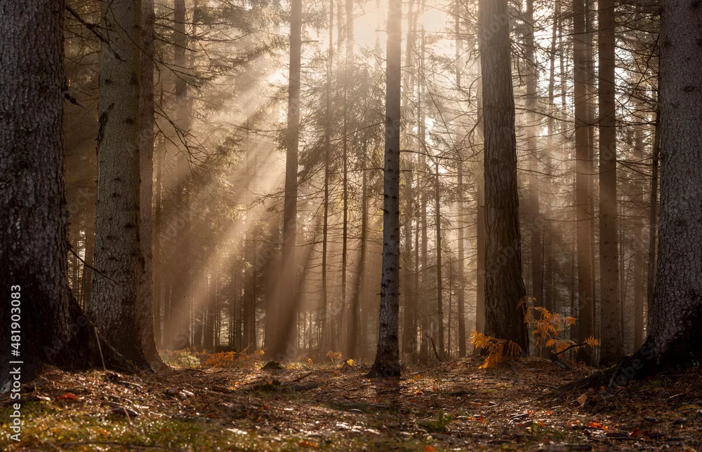 Fototapeta Magia Porannego Lasu: Promienie Światła wśród Drzew