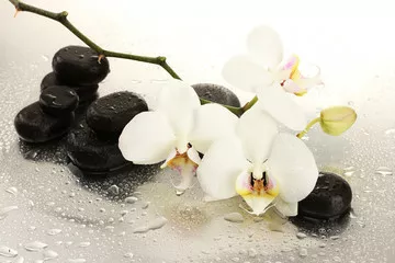 Obraz Kamienie Spa i kwiaty orchidei, na białym tle.
