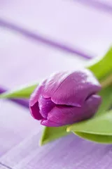 Fototapeta Fioletowy tulipan - Lila Tulip