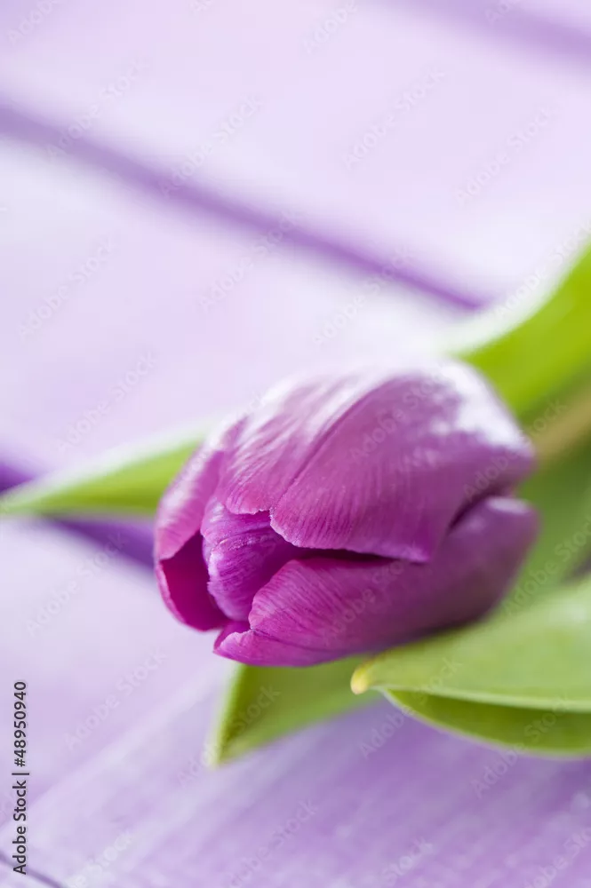 Fototapeta Fioletowy tulipan - Lila Tulip