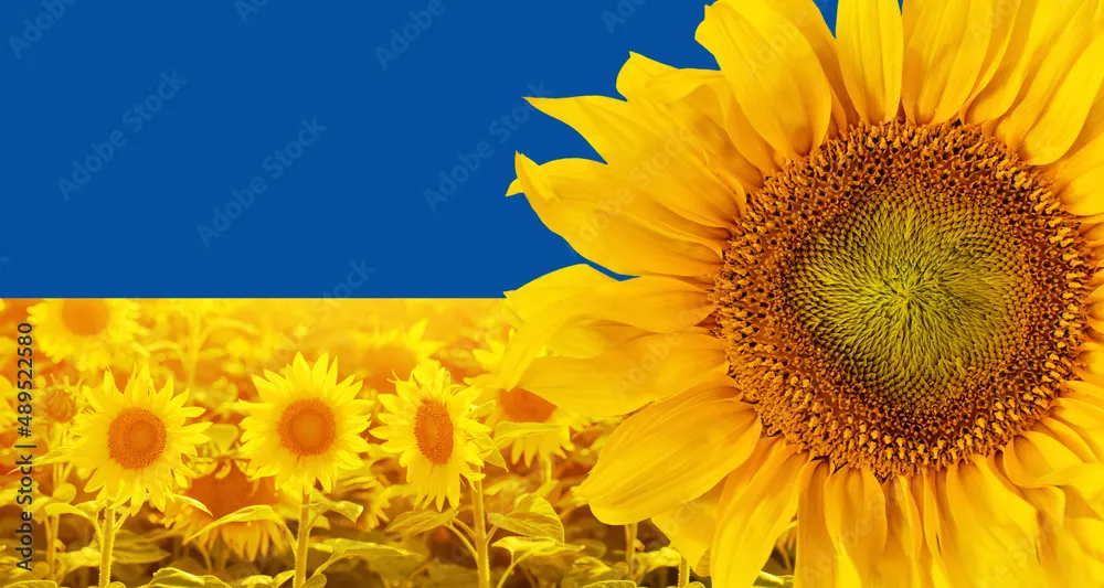 Fototapeta Ukraina, słoneczniki to symbol Ukrainy