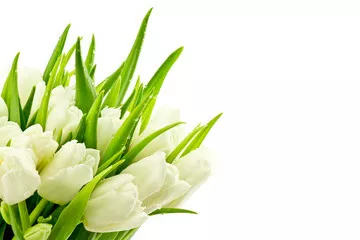 Obraz Tulipany