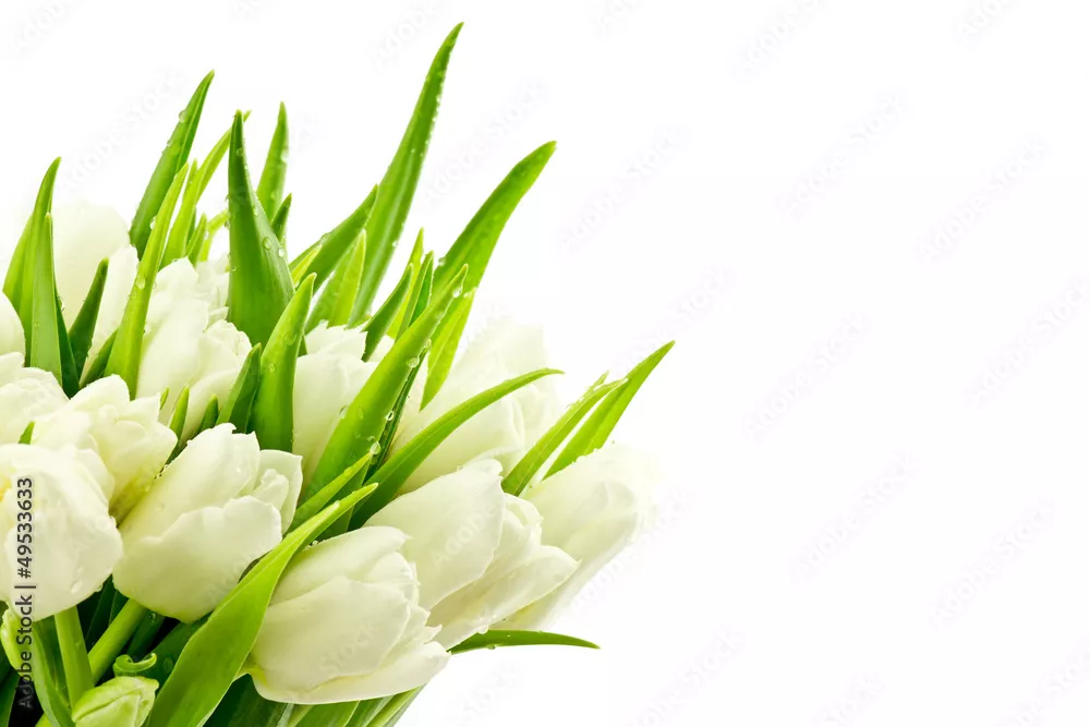 Obraz Tulipany