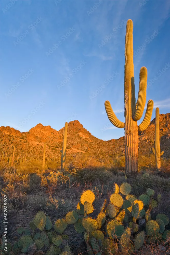 Fototapeta Saguaro Cactus (Carnegia gigantea) z kłującymi kaktusami w pustyni, Saguaro National Monument, Tucson, Arizona, USA