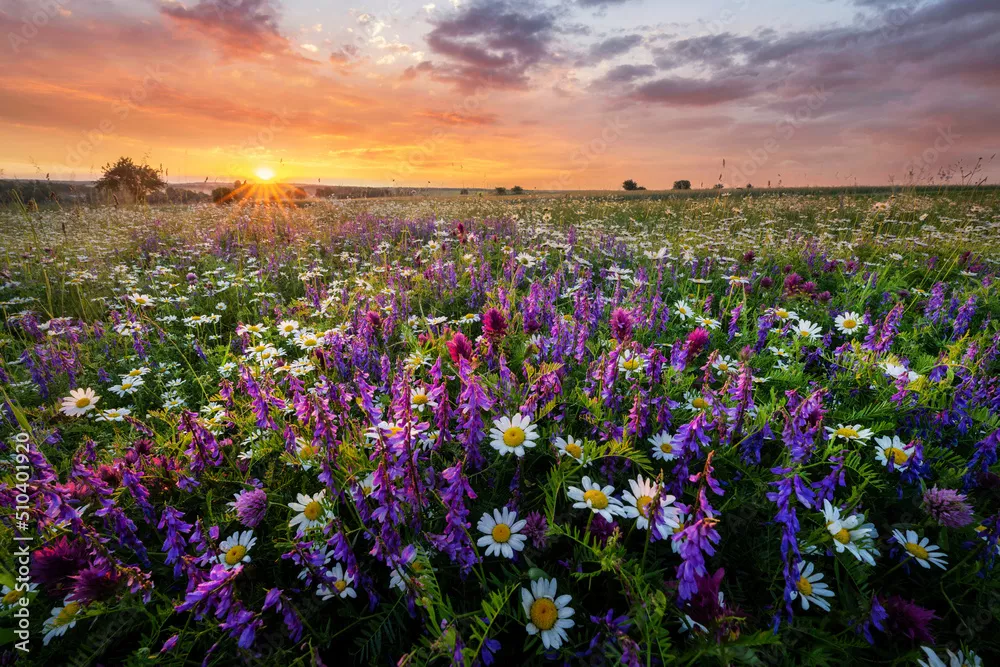 Obraz Kwiecista Łąka o Zachodzie Słońca