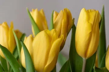 Fototapeta tulipany