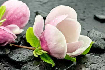 Obraz Magnolia z kamieniami do spa