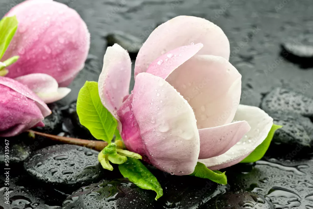 Obraz Magnolia z kamieniami do spa