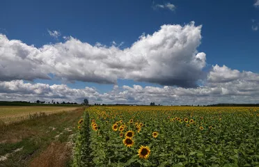 Fototapeta Pole słoneczników na Lubelszczyźnie.