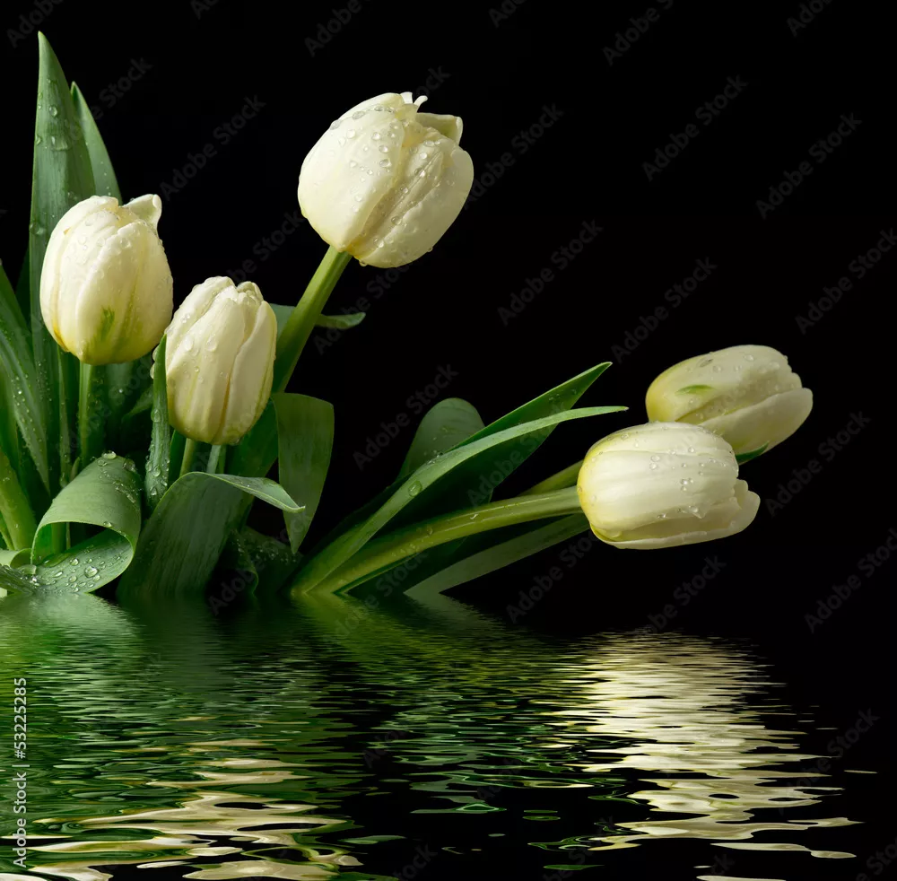 Fototapeta Białe tulipany
