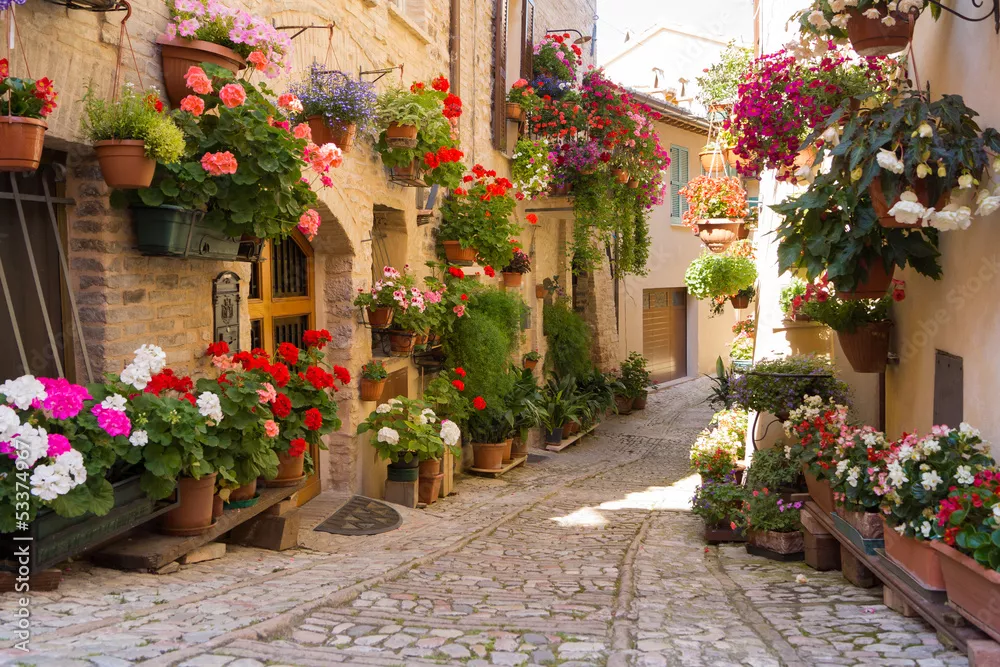 Fototapeta Aleja z kwiatami, Spello