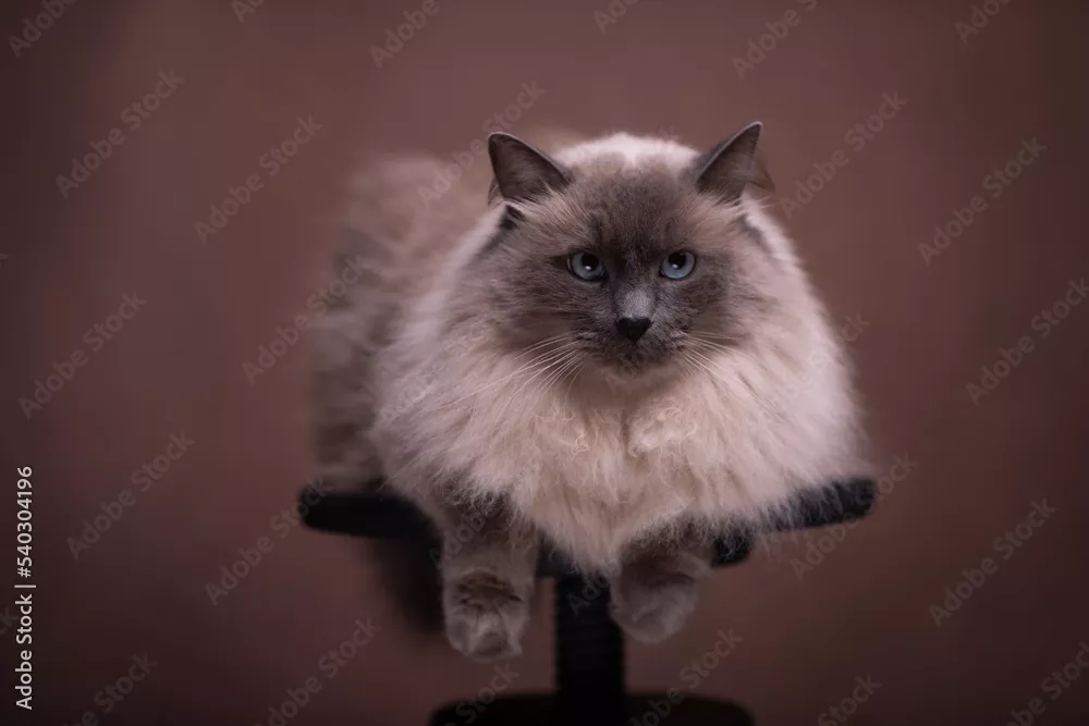 Fototapeta piękny kot rasy ragdoll o puszystym, długim futrze