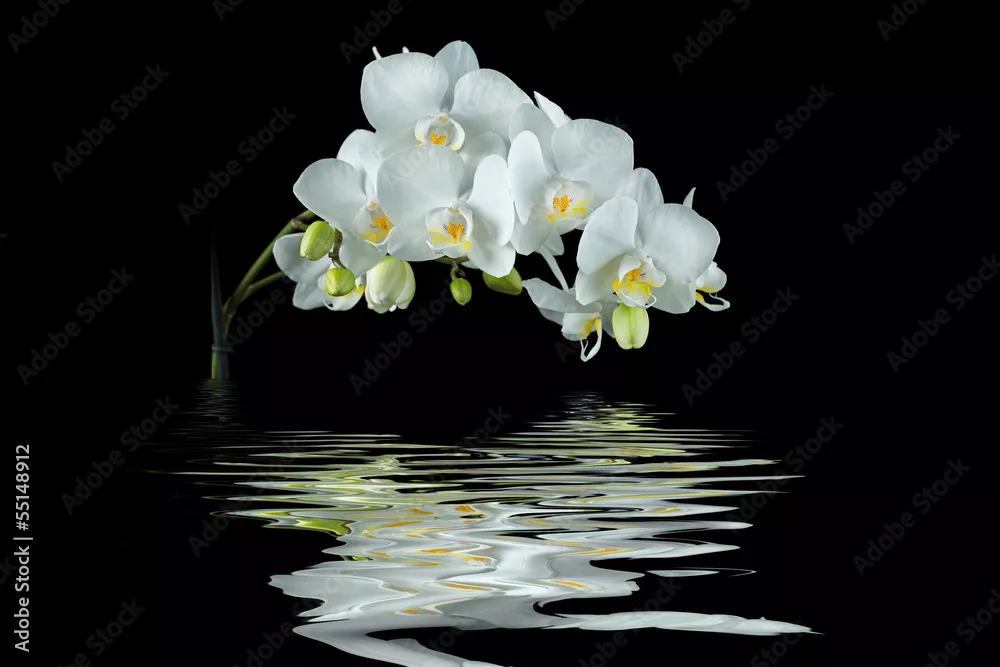 Obraz  Elegancka Biała Orchidea nad Wodą