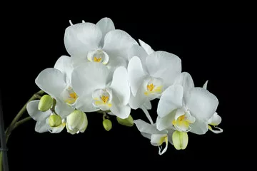 Obraz Piękno Białych Orchidei na Czarnym Tle