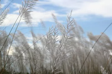Obraz Kotki kwitnące na jesiennym polu, Białe kotki kwitnące na polu