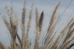 Fototapeta Subtelne Piękno Traw na Wietrze