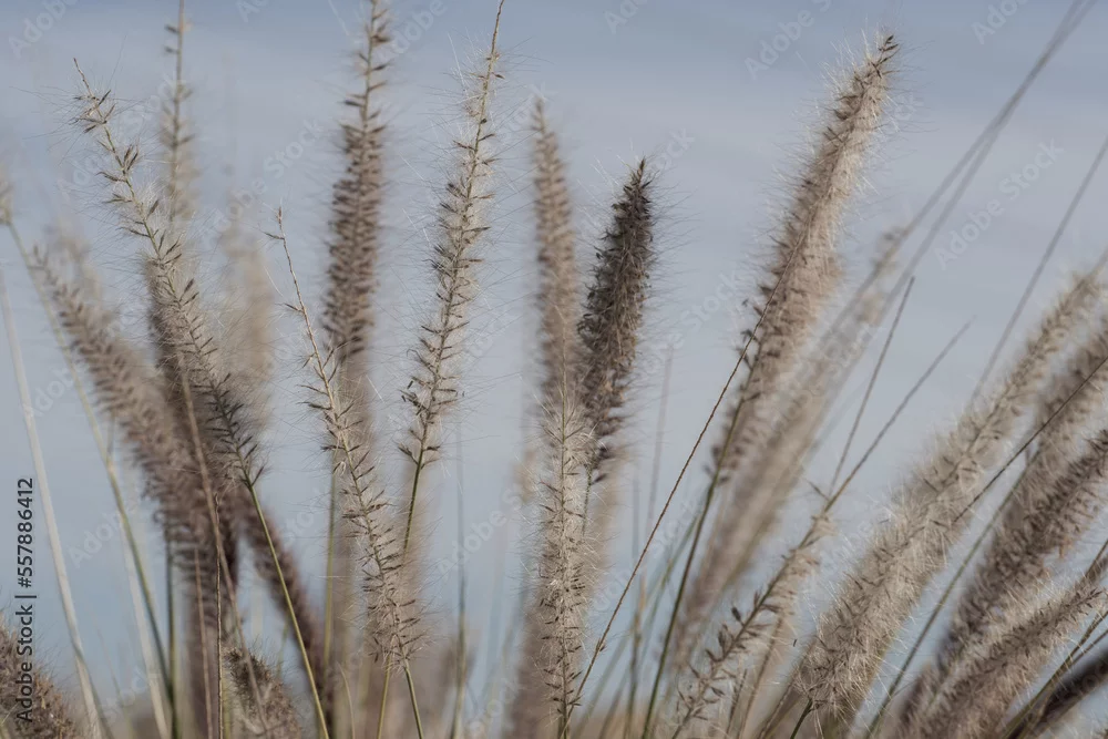 Fototapeta Subtelne Piękno Traw na Wietrze