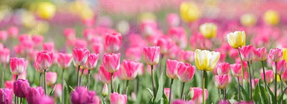 Obraz Wiosenna Harmonia: Pole Tulipanów