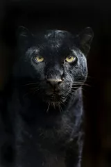 Fototapeta Amur Leopard