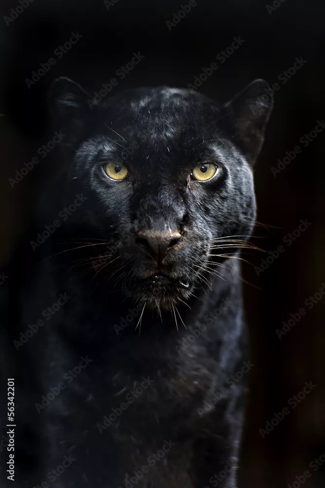 Fototapeta Amur Leopard