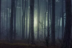 Fototapeta Magia Tajemniczego Lasu