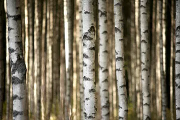 Fototapeta pnie brzozy