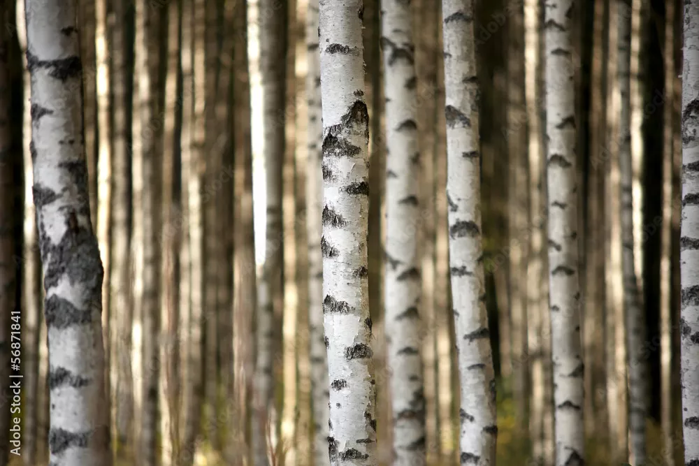 Fototapeta pnie brzozy