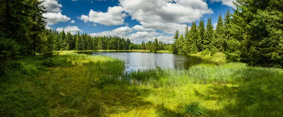 Fototapeta Urokliwa Leśna Oaza: Spokój i Natura