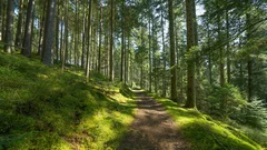 Fototapeta Zatopiony w Zieleni: Magiczny Szlak Leśny