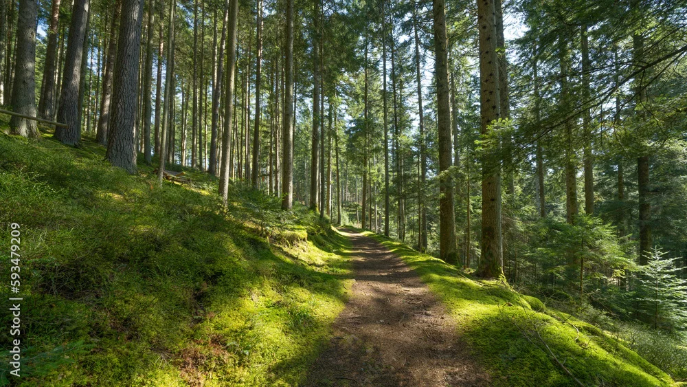 Fototapeta Zatopiony w Zieleni: Magiczny Szlak Leśny