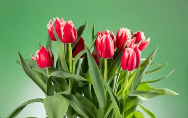 Obraz Pęczek kwiatów tulipanów. Kwitnąca czerwień z białymi tulipanami kwitnie na zielonym tle. Duży bukiet tulipanów. Wielkanocny wiosenny prezent świąteczny, urodziny. Piękne kwiaty. Prezent na Walentynki