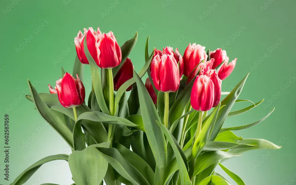 Obraz Pęczek kwiatów tulipanów. Kwitnąca czerwień z białymi tulipanami kwitnie na zielonym tle. Duży bukiet tulipanów. Wielkanocny wiosenny prezent świąteczny, urodziny. Piękne kwiaty. Prezent na Walentynki