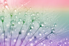 Fototapeta Pastelowa Harmonia: Delikatność Natury