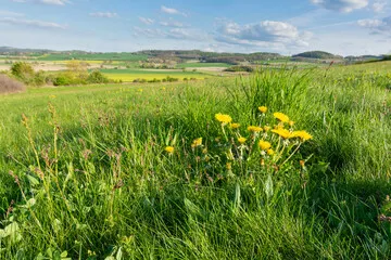 Obraz wiosennej łąki z dmuchawcami – naturalny i spokojny wiejski pejzaż