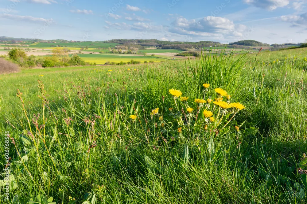 Obraz wiosennej łąki z dmuchawcami – naturalny i spokojny wiejski pejzaż