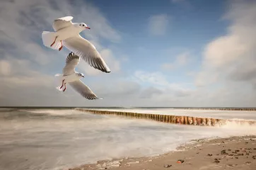 Fototapeta Mewy nad morzem