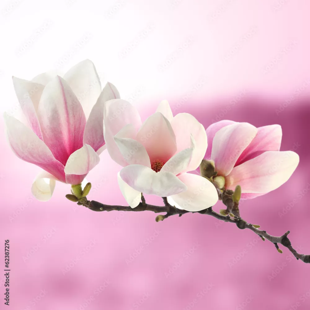 Fototapeta magnolia