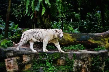Fototapeta biały Tygrys