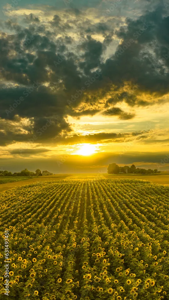Fototapeta Pole słoneczników