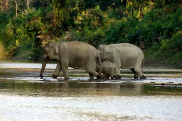 Fototapeta Rodzina słoni spacerująca po rzece, Park Narodowy Kaziranga, Assam, Indie